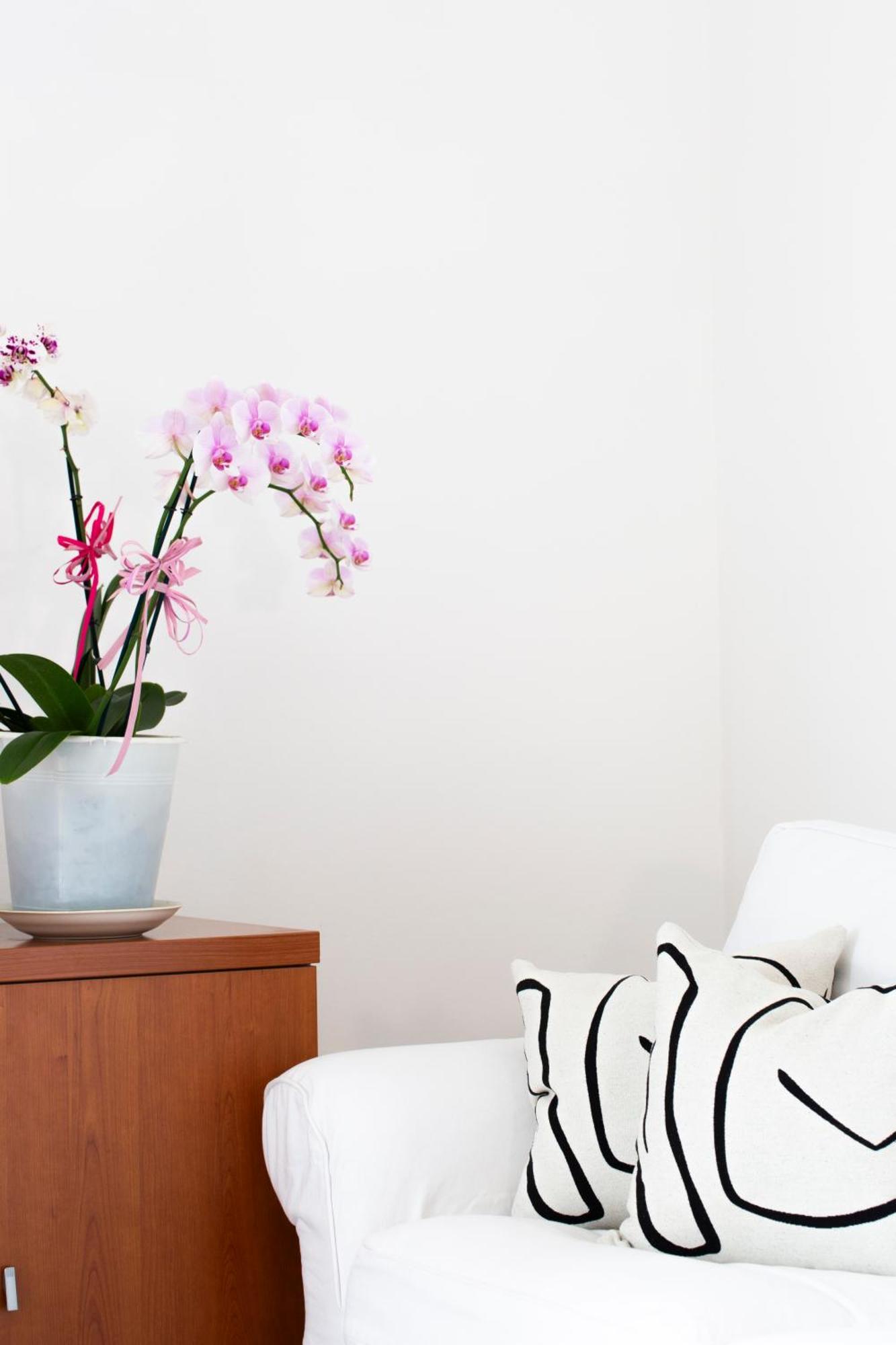 Lake Como Victoria Apartment Oliveto Lario 外观 照片
